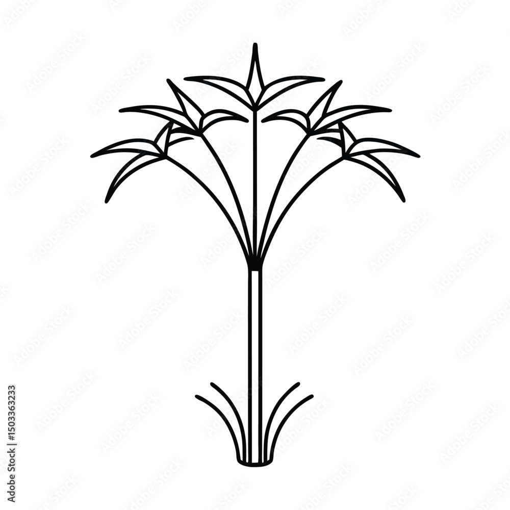 Papyrus Plant with Tall Stems and Umbrella Tops Papyrus Plant with Tall Stems and Umbrella Tops