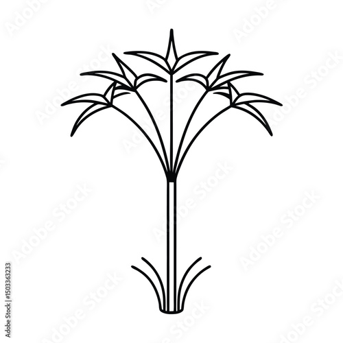 Papyrus Plant with Tall Stems and Umbrella Tops