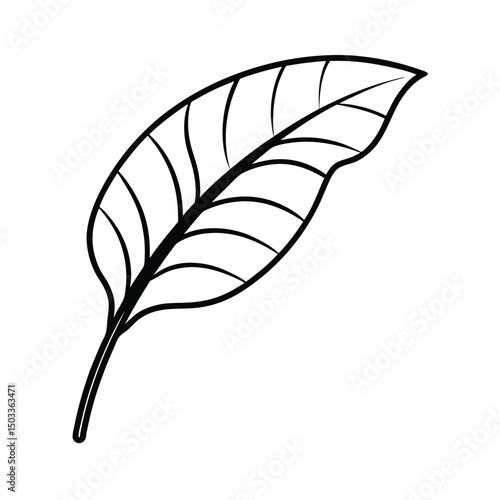 Tropical Banana Leaf with Smooth Surface