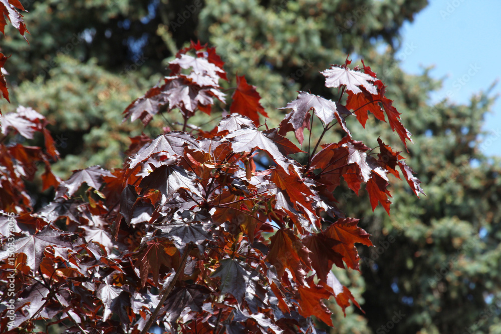 Black maple trees (Acer nigrum) are used in landscape design Black maple trees (Acer nigrum) are used in landscape design