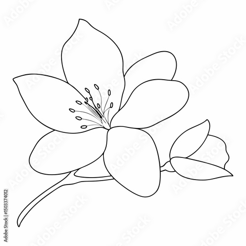 Jasmine simple and minimal line art illustration on white background