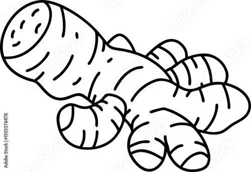 black and white ginger root illustration herbal spice, ingredient for cooking and medicinal use