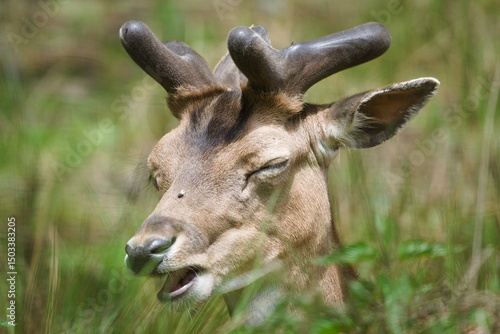 Dama dama aka European fallow deer male close-up head portrait.