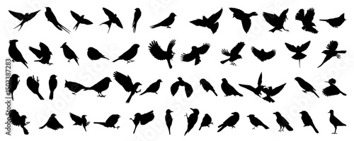 Wildlife. Bird silhouettes set. Vector illustration	
