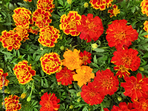 yellow and red french marigold flower, tagetes flowers for gardening and cultivation design and background