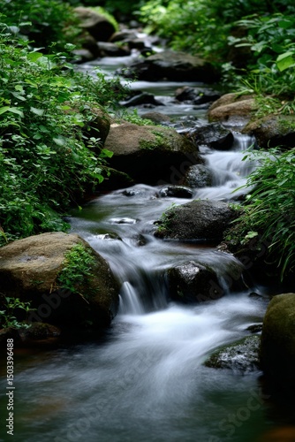 Water cascades down a rocky stream in lush green forest