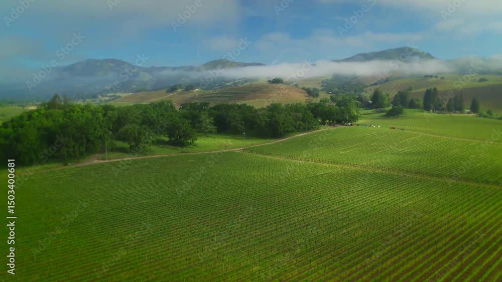 Morning aerial view of Vineyard fields in Sonoma County Morning aerial view of Vineyard fields in Sonoma County
