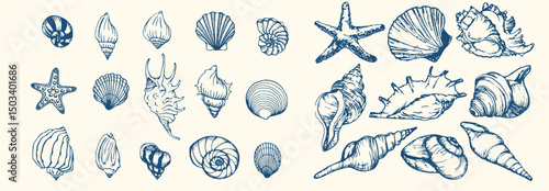  Set of hand drawn seashells drawing ink. Minimalist line art. Summer vacation design elements for trendy prints, label, menu cover. Tropical beach shells. Vector flat illustration.
