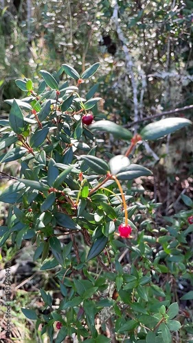 mutilla día soleado