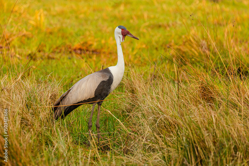 Wattled crane (Grus carunculata) in swamp, Moremi Game Reserve Botswana
