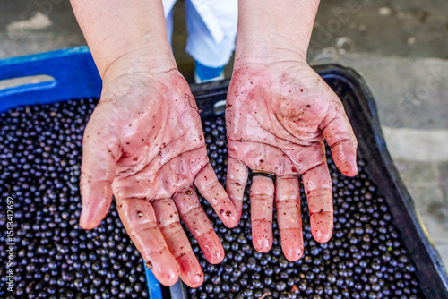Mãos de Açai 