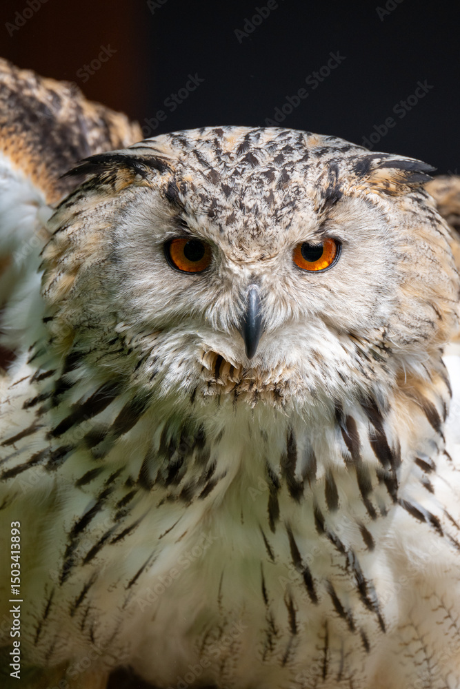 Fototapeta premium great horned owl