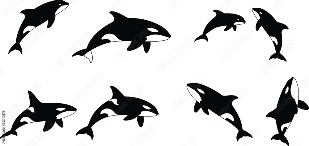 Fototapeta premium Collection of Orca (Killer Whale) Illustrations: Marine Mammals with Markings in Various Poses. Sea Life Vector Set. AI Generative
