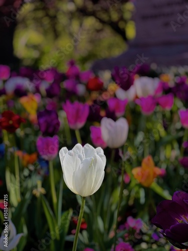 pink and white tulips