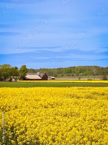 rapeseed field in spring