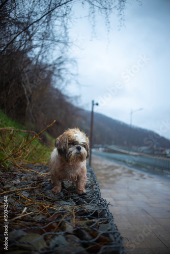 Foto shih tzu dog walks along a mountain road