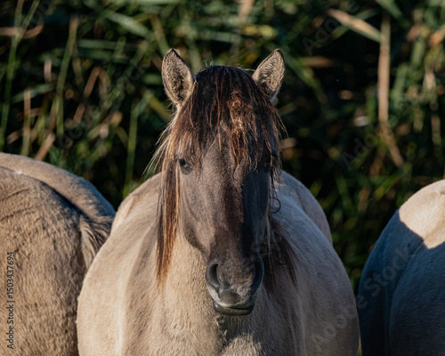 Robust Konik horse standing freely in a nature reserve, surrounded by open grasslands and soft natural light. With its primitive features, thick mane, and calm yet resilient presence, the Konik