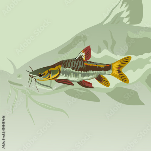 Vector illustration of the Goonch Catfish (Bagarius yarrelli), a formidable freshwater predator native to South Asia's rivers, known for its massive size and distinctive features.