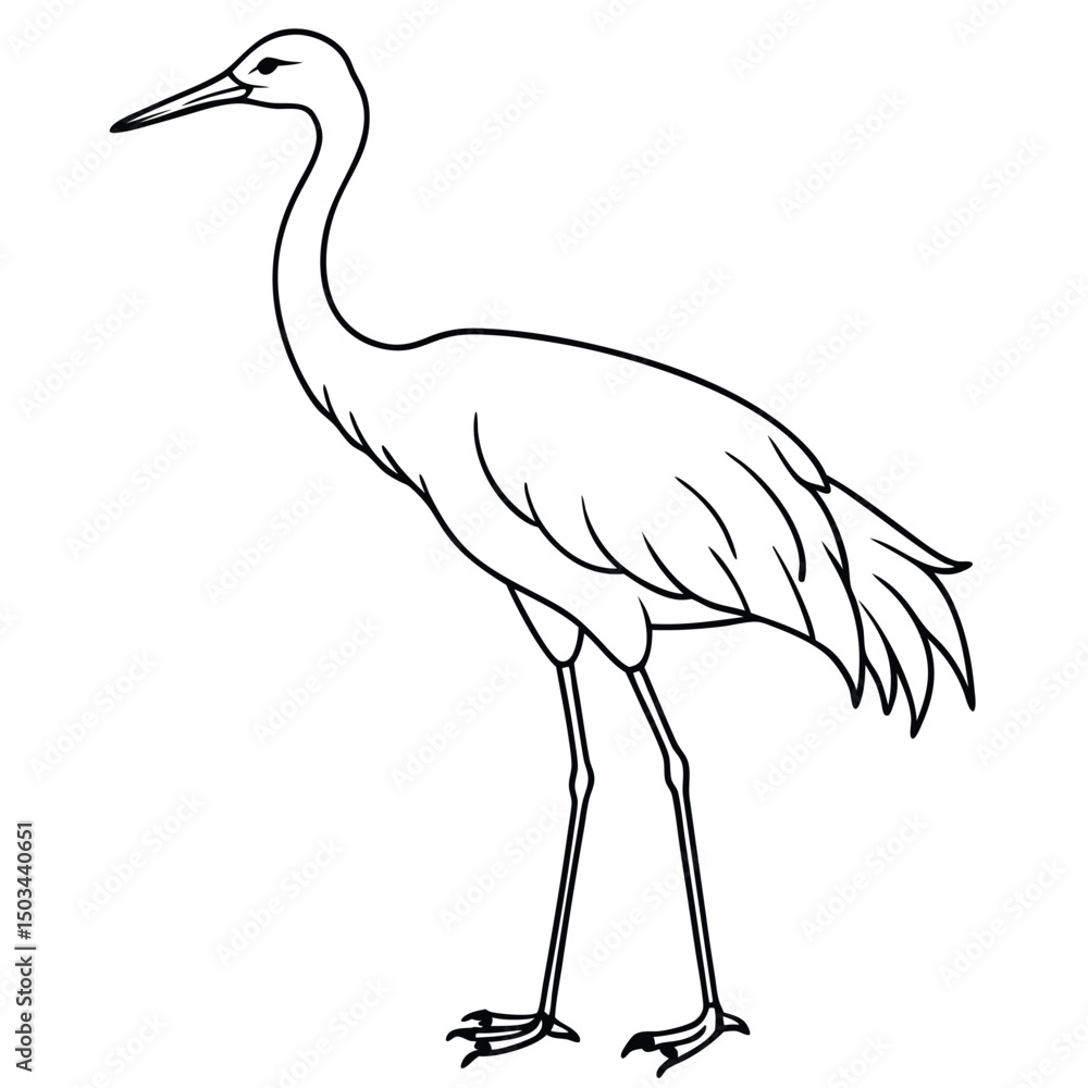 Obraz premium Sandhill Crane vector illustration white background