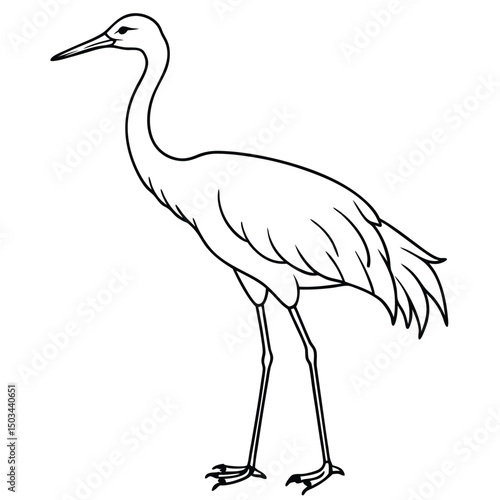 Sandhill Crane vector illustration white background