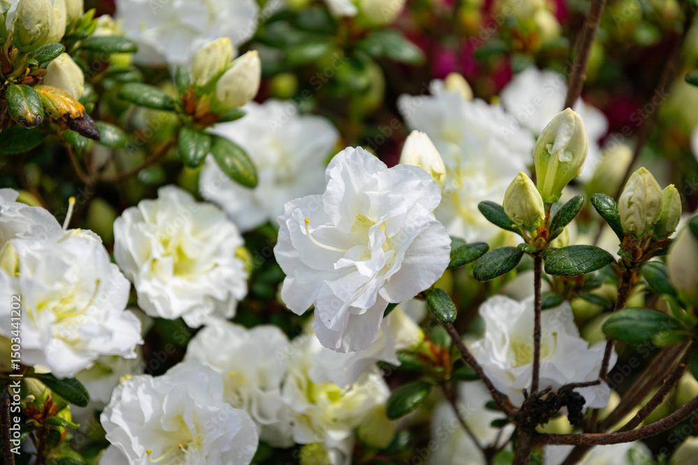 Fototapeta premium White rhododendron flowers in spring park