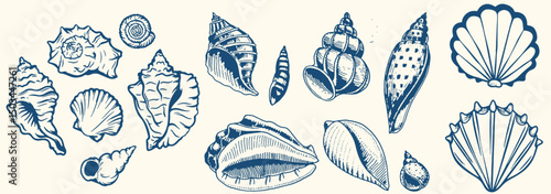 Set of hand drawn seashells drawing ink. Minimalist line art. Summer vacation design elements for trendy prints, label, menu cover. Tropical beach shells. Vector flat illustration.