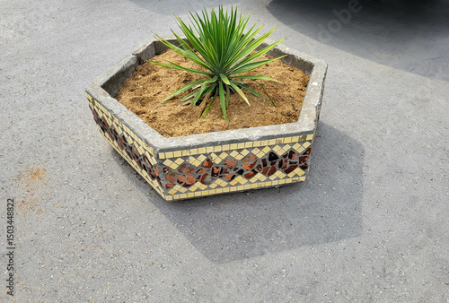 Garden yucca in concrete flower pots outdoor flower girl.