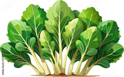 Fresh green mustard , A bunch of mustard greens with jagged leaves on a white background