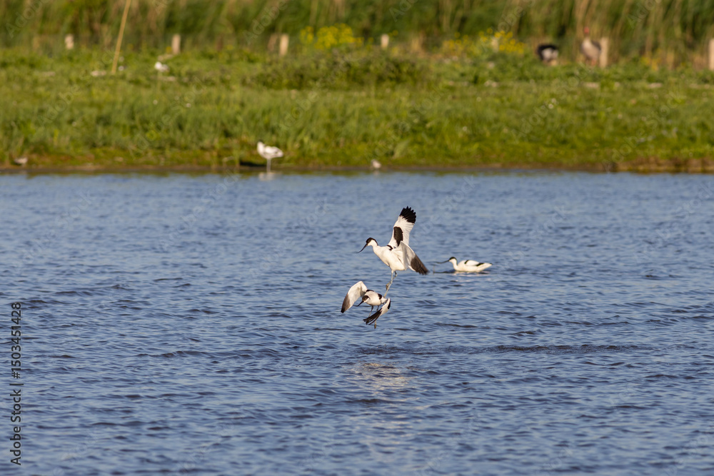Fototapeta premium Pied avocets fighting in shallow water marsh