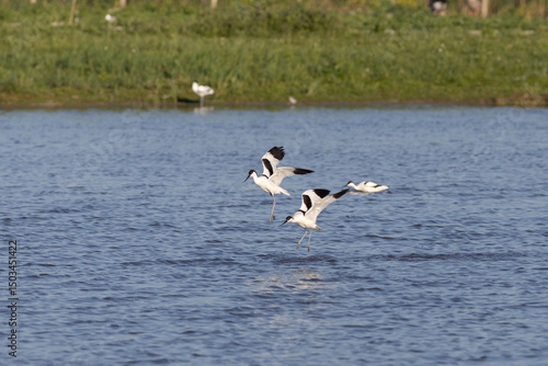 Pied avocet Recurvirostra avosetta fighting in breeding colony