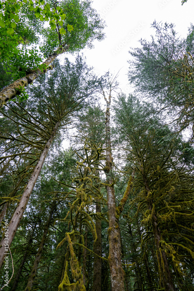 Fototapeta premium Towering Evergreen Trees in a Tranquil Forest Canopy, Squamish, BC.