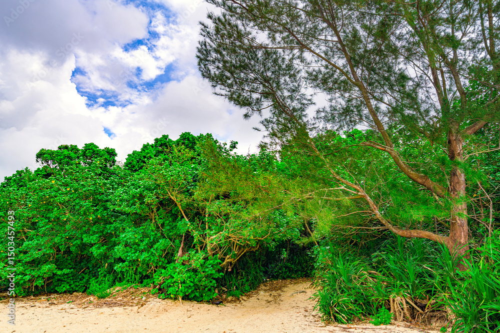 Obraz premium 石垣島の浜辺の奥に広がる緑豊かな道