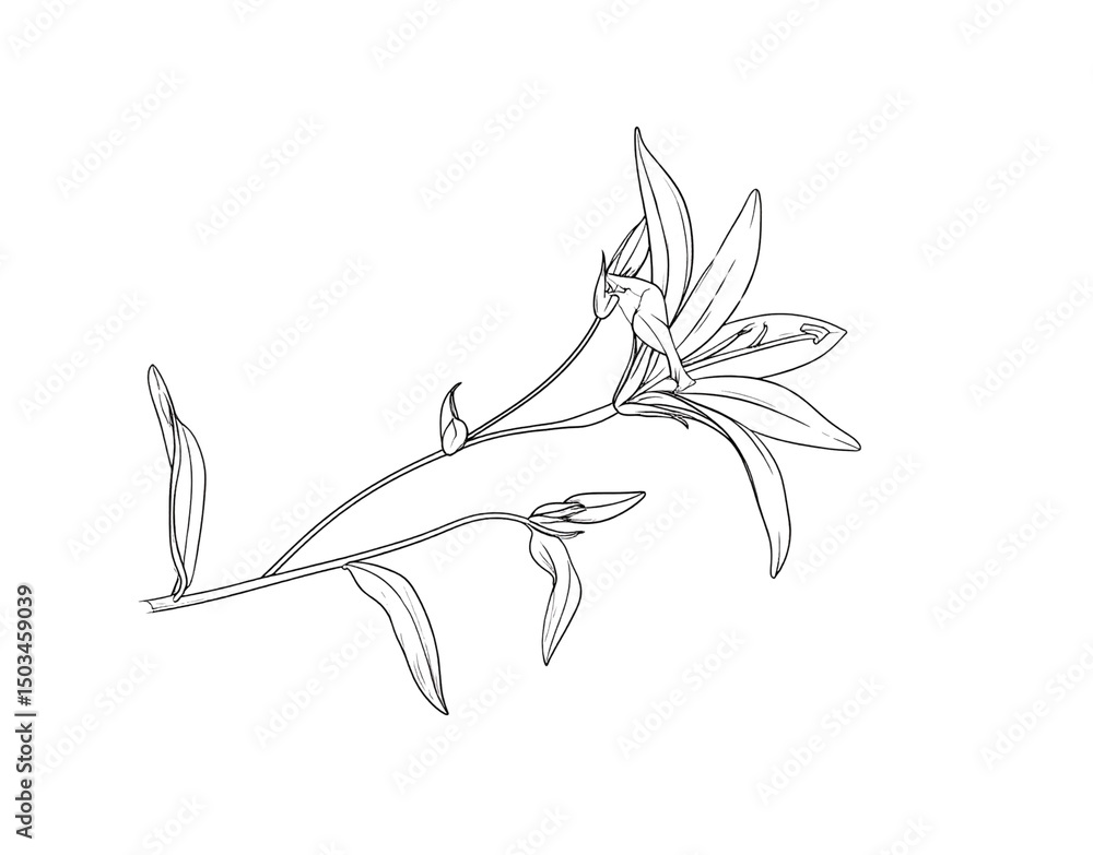 Delicate Floral Outline Elegant Lily with Budding Branch in Detailed Sketch Delicate Floral Outline Elegant Lily with Budding Branch in Detailed Sketch