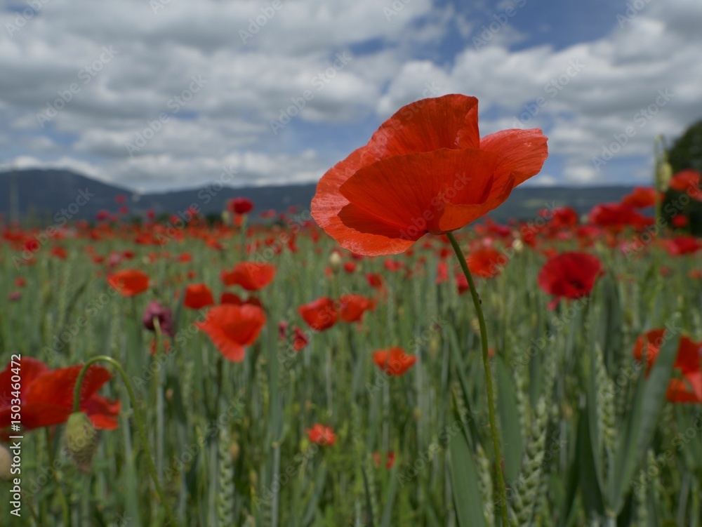 Fototapeta premium Vibrant Field of Red Poppies