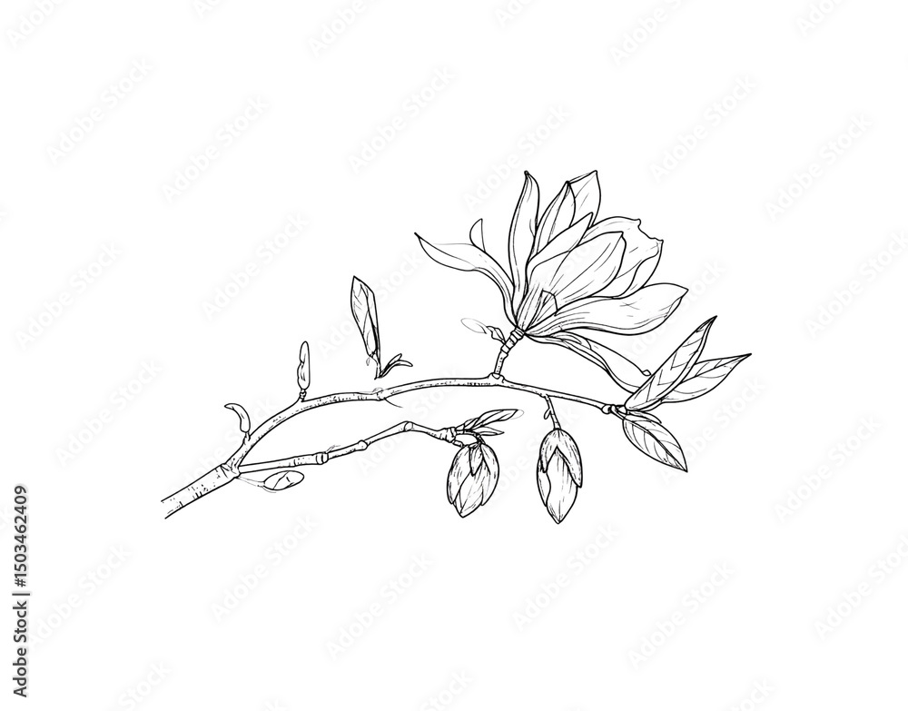 Delicate Magnolia Branch with Budding Flowers Line Art Illustration Delicate Magnolia Branch with Budding Flowers Line Art Illustration