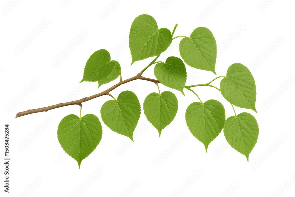 Fototapeta premium Green leafy branch isolated on transparent backdrop, showcasing verdant foliage with natural lighting and crisp detail