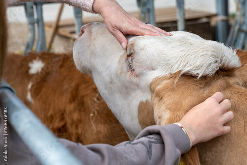 Фотография Close-up view of two people gently caressing a cow's head in a cozy farm setting