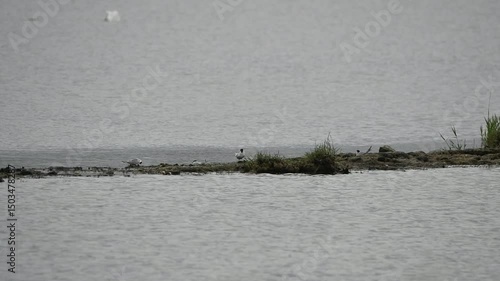 Oiseaux sur un plan d'eau en Bretagne
