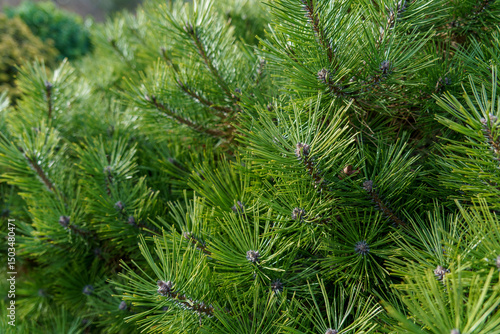 Close up of pine tree pine needles, green and lush leaves