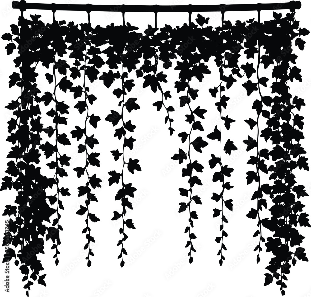 Hanging Ivy Curtain Silhouette Hanging Ivy Curtain Silhouette