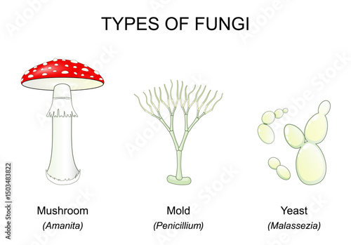 Types of fungi. Mushroom, Yeast, Mold.