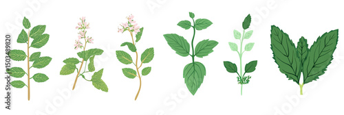 Vector illustration of various mint leaves and flowering mint stems with detailed green foliage in flat minimalist style botanical herb collection design
