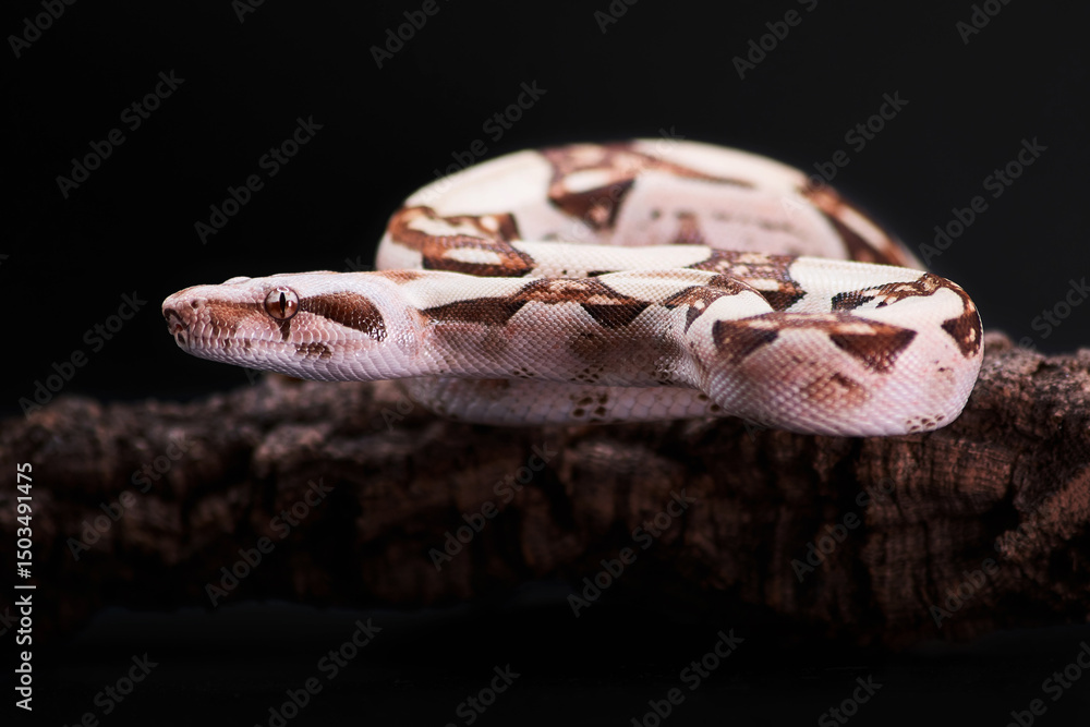 Fototapeta premium Serpent ton beige