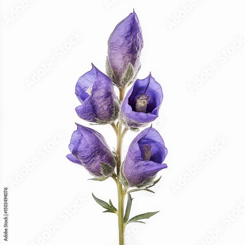 aconitum napellus monkshood wolfsbane plant purple hooded flowers isolated on white transparent background