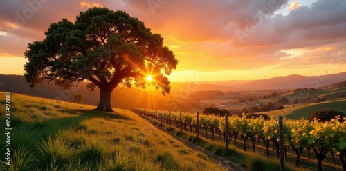 Golden sunrise illuminates ancient California Valley Oak in Paso Robles vineyard , grapes, Paso Robles, dawn