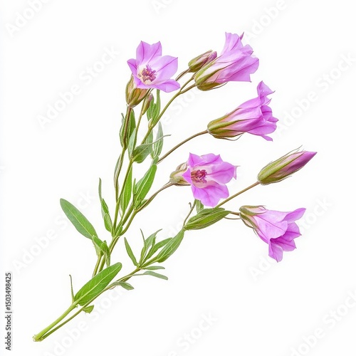 Wallpaper Mural agrostemma githago corn cockle plant purple flowers and slender leaves isolated on white transparent background Torontodigital.ca