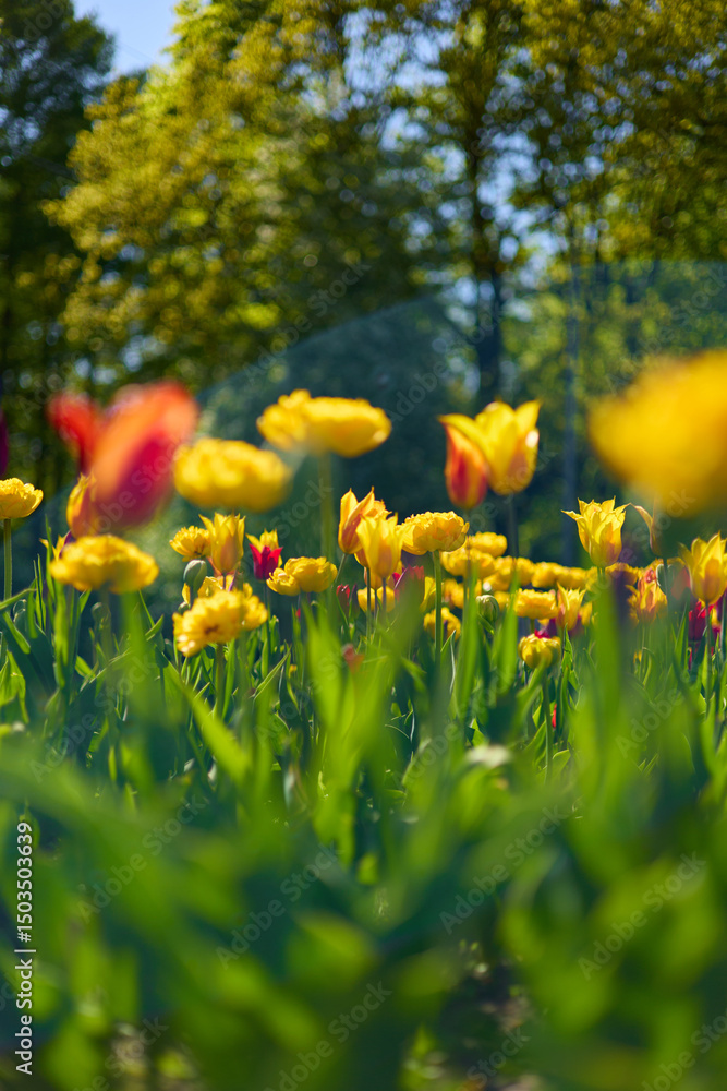 Obraz premium An idyllic garden scene showcasing bright yellow tulips illuminated by warm sunlight in St.Petersburg, Russia, conveying vibrancy, freshness, and natural beauty in a serene outdoor setting
