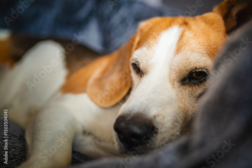 Wallpaper Mural A Relaxed Beagle Dog, Comfortably Lying on a Cozy Couch, Fully Embracing a Leisurely Moment Torontodigital.ca