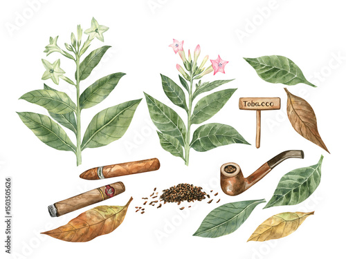 Watercolor clip art of tobacco flowers and leaves, cigars, smoking pipe and tobacco. For perfumery projects, packaging, greeting cards, and more