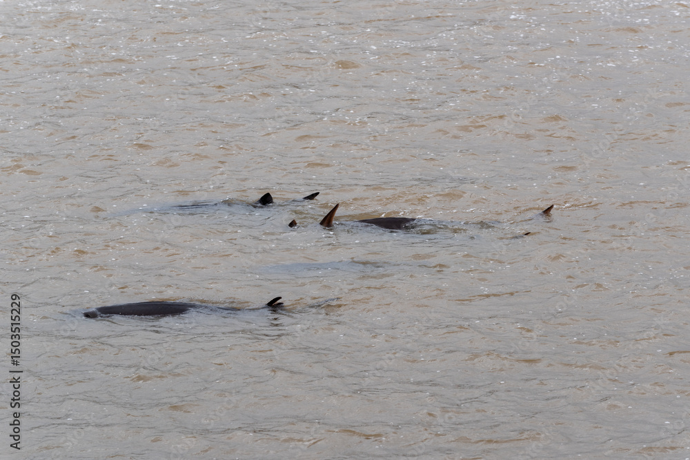 Lake Sturgeon Swimming In Open Water, Coming In For Spawning On Fox River At De Pere, Wisconsin, In Spring Lake Sturgeon Swimming In Open Water, Coming In For Spawning On Fox River At De Pere, Wisconsin, In Spring